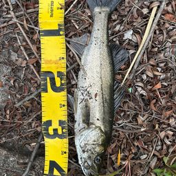 フッコ（マルスズキ）