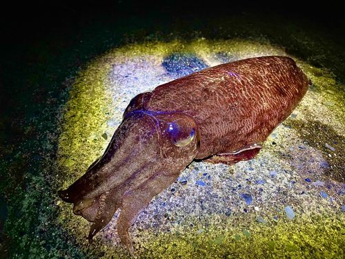 コウイカの釣果
