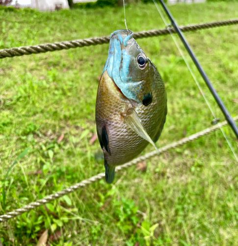 ブルーギルの釣果