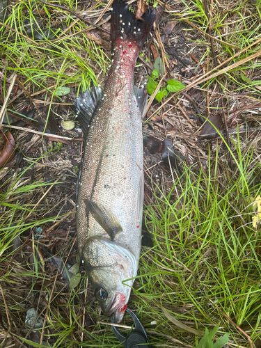フッコ（マルスズキ）の釣果