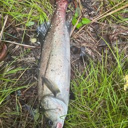 フッコ（マルスズキ）