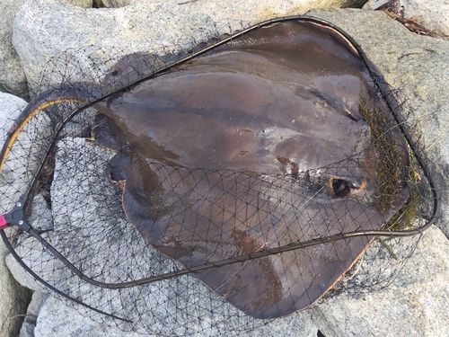 アカエイの釣果