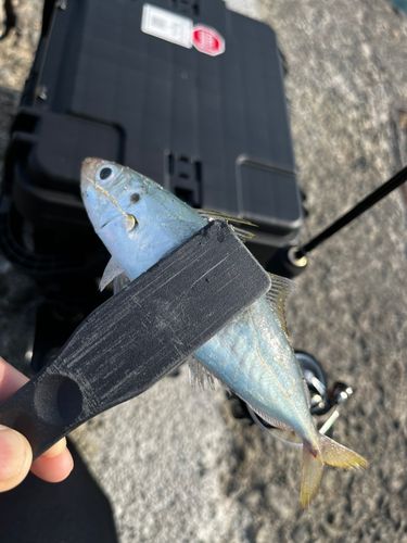 アオアジの釣果