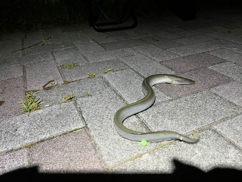 ニホンウナギの釣果