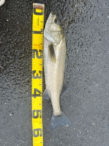 フッコ（マルスズキ）の釣果