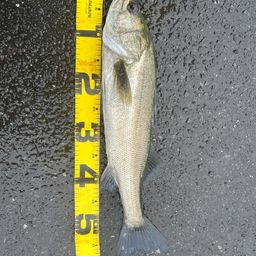 フッコ（マルスズキ）