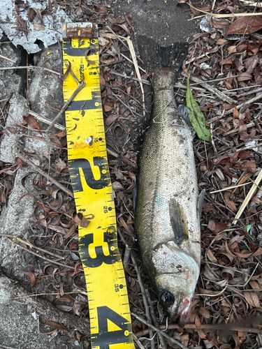 フッコ（マルスズキ）の釣果