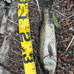 フッコ（マルスズキ）