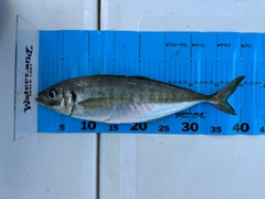 マアジの釣果