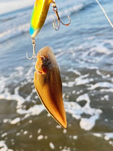 シタビラメの釣果