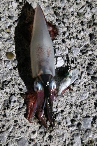 ケンサキイカの釣果