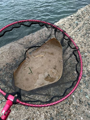 エイの釣果