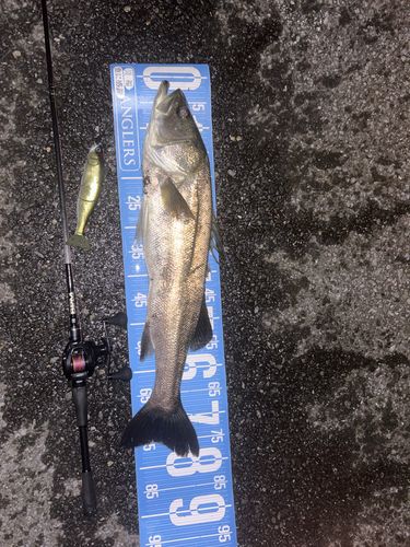 スズキの釣果