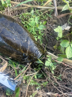 ライギョの釣果