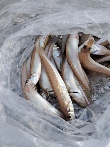 キスの釣果