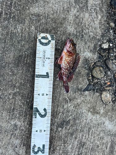 キジハタの釣果