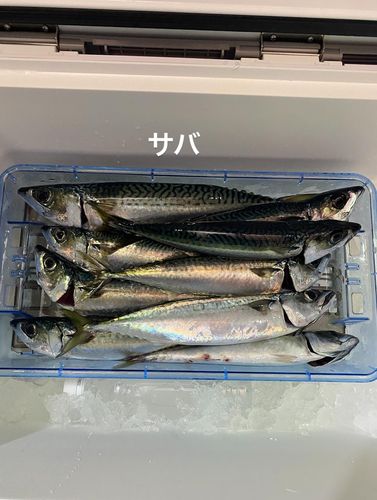 サバの釣果