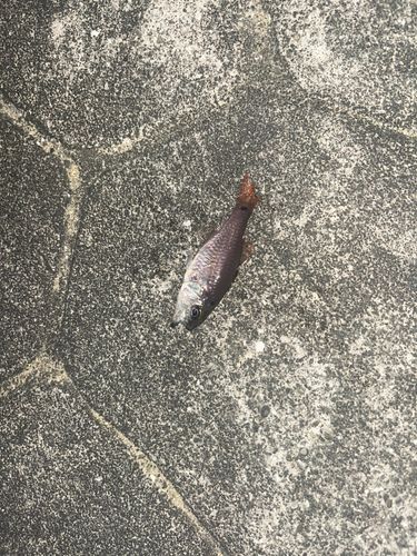 ネンブツダイの釣果