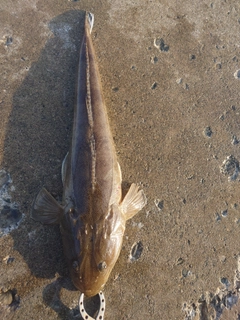 マゴチの釣果
