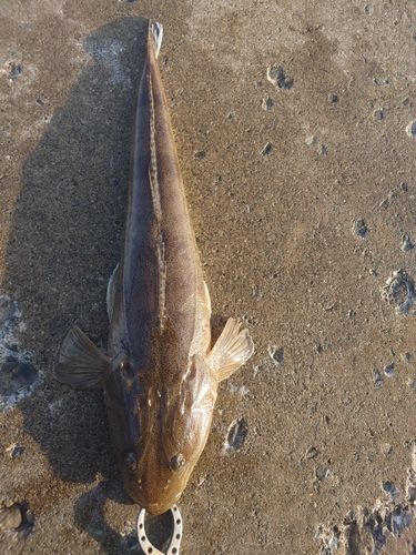 マゴチの釣果