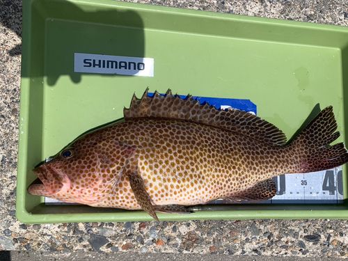オオモンハタの釣果