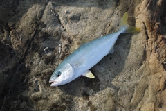 ワカシの釣果