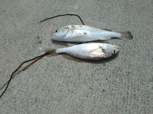 イシモチの釣果