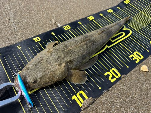 マゴチの釣果