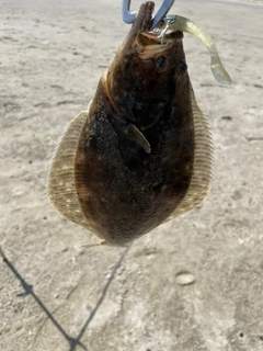 ソゲの釣果