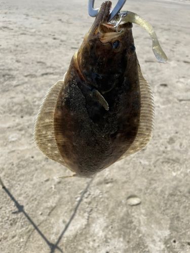 ソゲの釣果