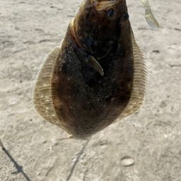 ソゲ