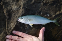 ワカシの釣果