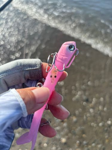イカの釣果
