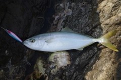 ワカシの釣果