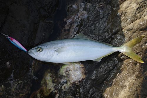 ワカシの釣果