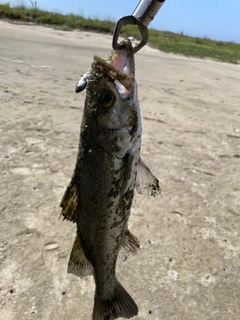 セイゴ(ヒラスズキ)の釣果