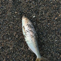 コノシロ