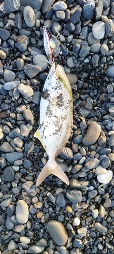 ショゴの釣果