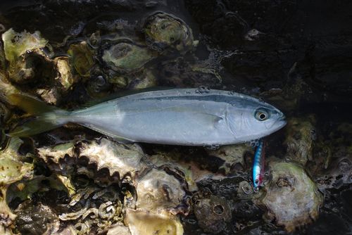 ワカシの釣果