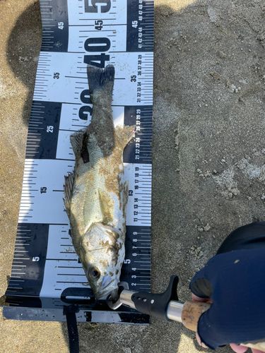 セイゴ（ヒラスズキ）の釣果