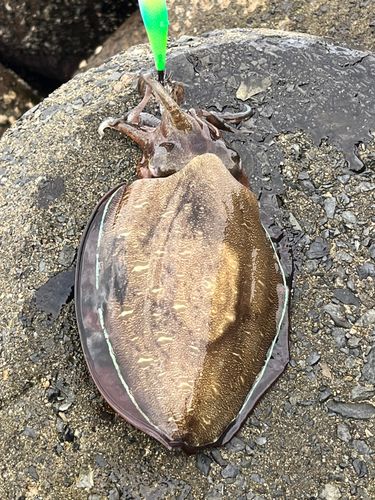 コウイカの釣果