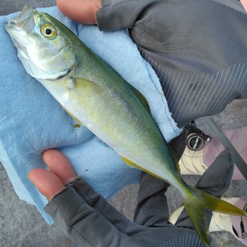 ワカシの釣果