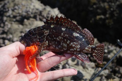 カサゴの釣果
