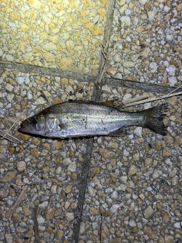 セッパ（タイリクスズキ）の釣果