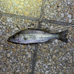 セッパ（タイリクスズキ）