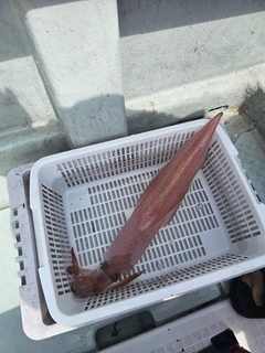 ケンサキイカの釣果