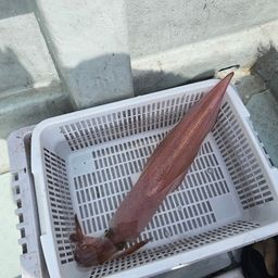 ケンサキイカ