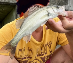 セイゴ(マルスズキ)の釣果