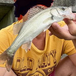 セイゴ（マルスズキ）