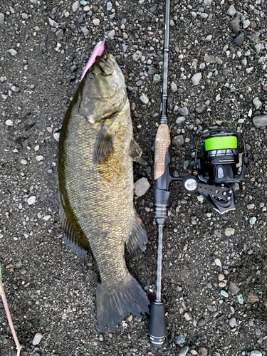 スモールマウスバスの釣果